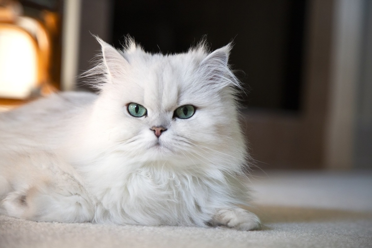 White Persian Cat sat staring at the camera